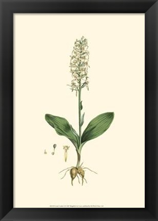 Framed Curtis&#39; Garden II Print