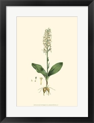 Framed Curtis&#39; Garden II Print