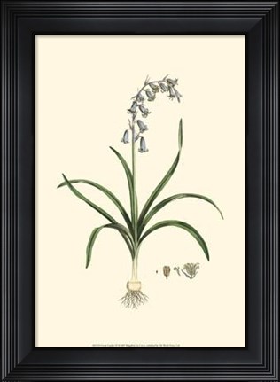 Framed Curtis' Garden III Print