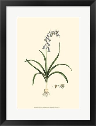 Framed Curtis&#39; Garden III Print