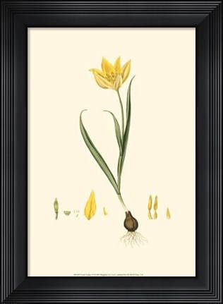 Framed Curtis' Garden IV Print