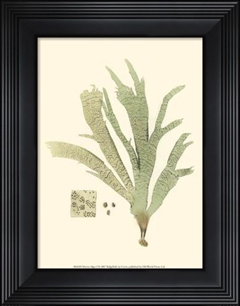 Framed Marine Algae I Print