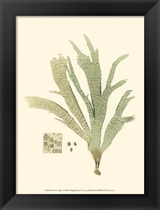 Framed Marine Algae I Print
