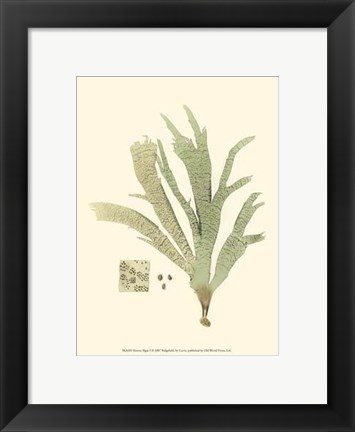 Framed Marine Algae I Print