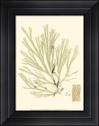 Framed Marine Algae II Print