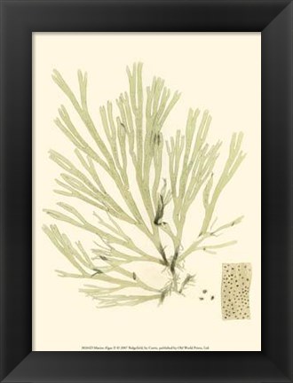 Framed Marine Algae II Print