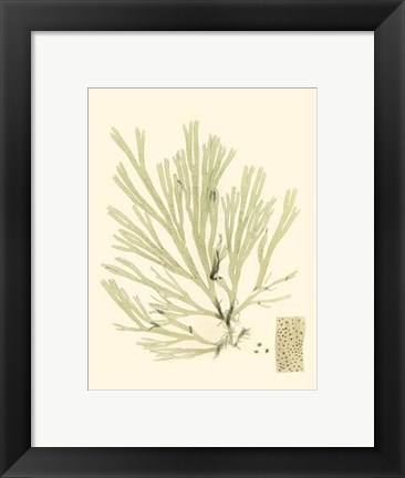 Framed Marine Algae II Print