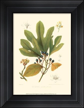 Framed Sassafras Print