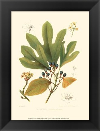 Framed Sassafras Print