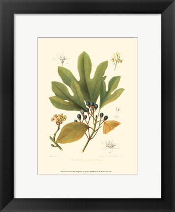 Framed Sassafras Print