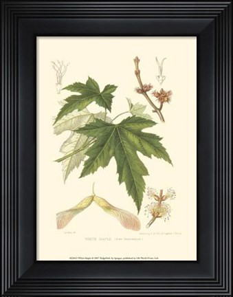 Framed White Maple Print