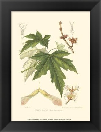 Framed White Maple Print