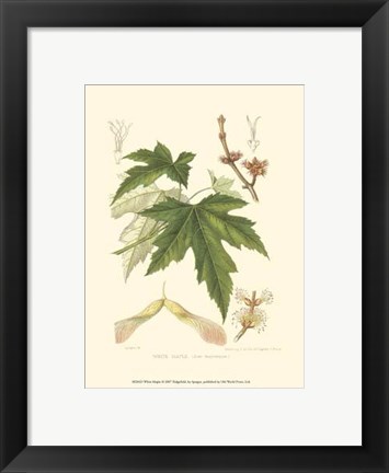 Framed White Maple Print