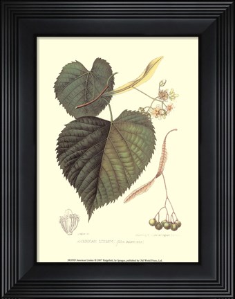 Framed American Linden Print