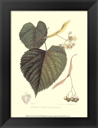 Framed American Linden Print