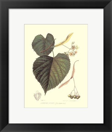 Framed American Linden Print