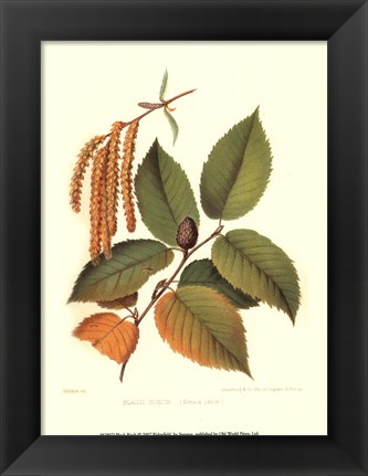 Framed Black Birch Print