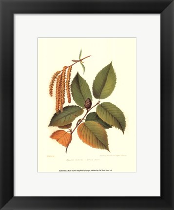 Framed Black Birch Print