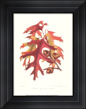 Framed Scarlet Oak Print