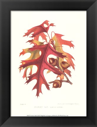 Framed Scarlet Oak Print