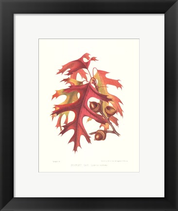 Framed Scarlet Oak Print