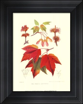 Framed Red Maple Print