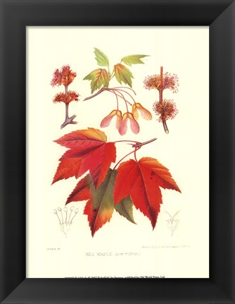 Framed Red Maple Print