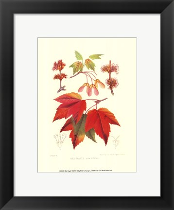 Framed Red Maple Print