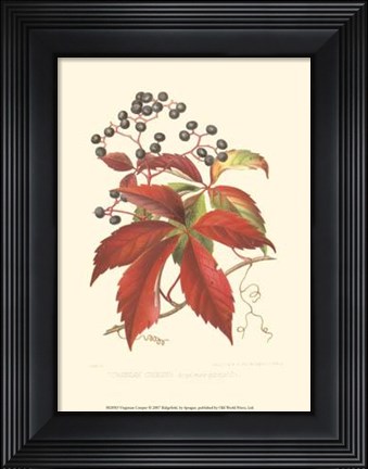 Framed Virginian Creeper Print