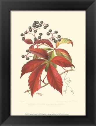 Framed Virginian Creeper Print