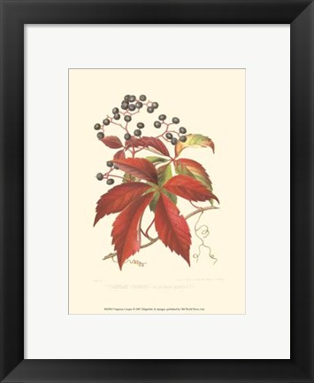 Framed Virginian Creeper Print