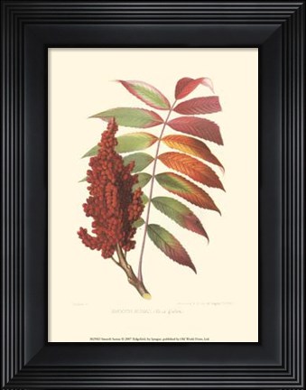 Framed Smooth Sumac Print