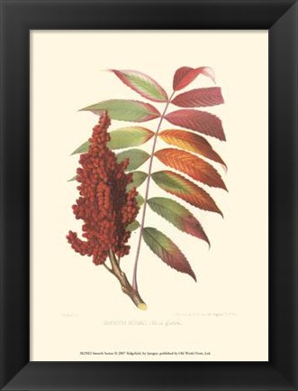 Framed Smooth Sumac Print