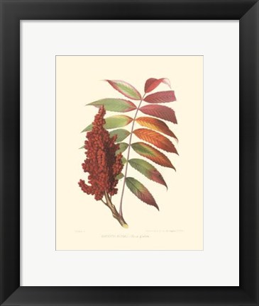 Framed Smooth Sumac Print