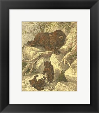 Framed Small Brown Bear Print