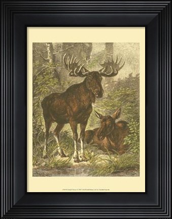 Framed Small Moose Print