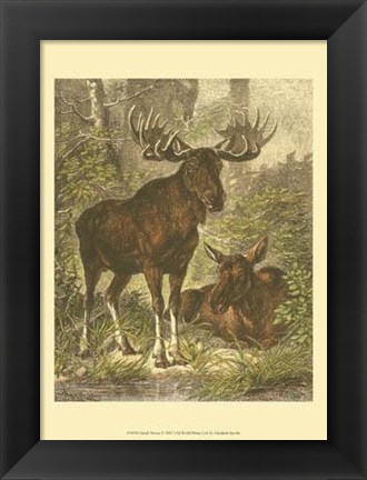 Framed Small Moose Print