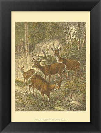 Framed Small Roe Deer Print