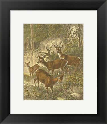 Framed Small Roe Deer Print