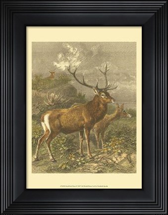 Framed Small Red Deer Print