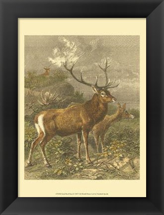 Framed Small Red Deer Print