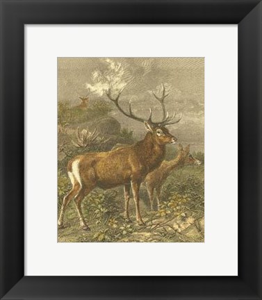 Framed Small Red Deer Print