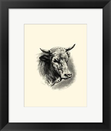Framed Antique Cattle II Print