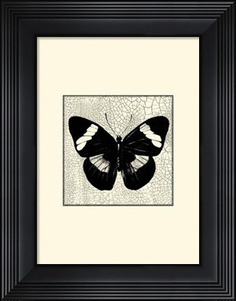Framed Classical Butterfly III Print