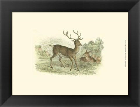 Framed Petite Red Deer Print