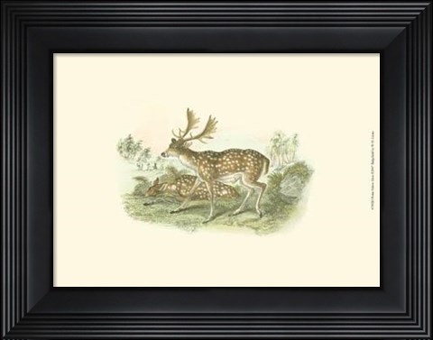 Framed Petite Fallow Deer Print