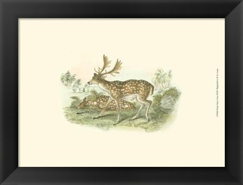 Framed Petite Fallow Deer Print
