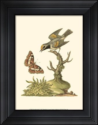 Framed Petite Bird Study I Print
