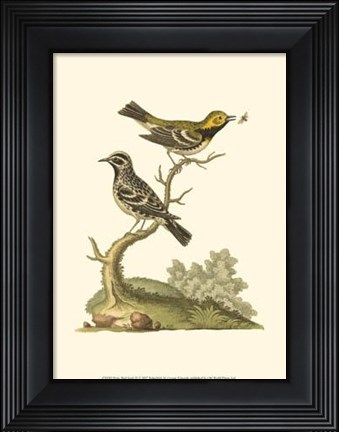 Framed Petite Bird Study II Print