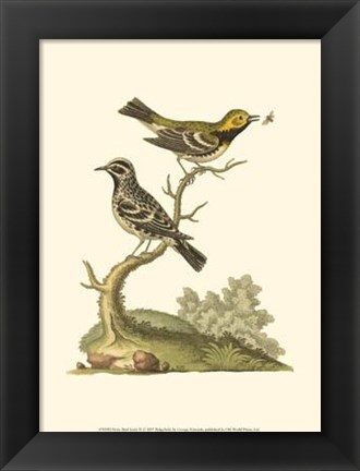 Framed Petite Bird Study II Print